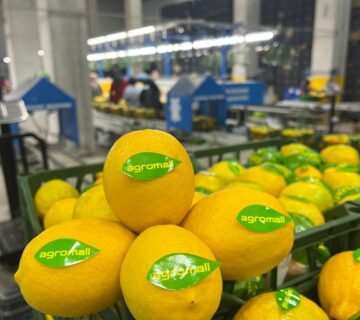LImon 1 360x320